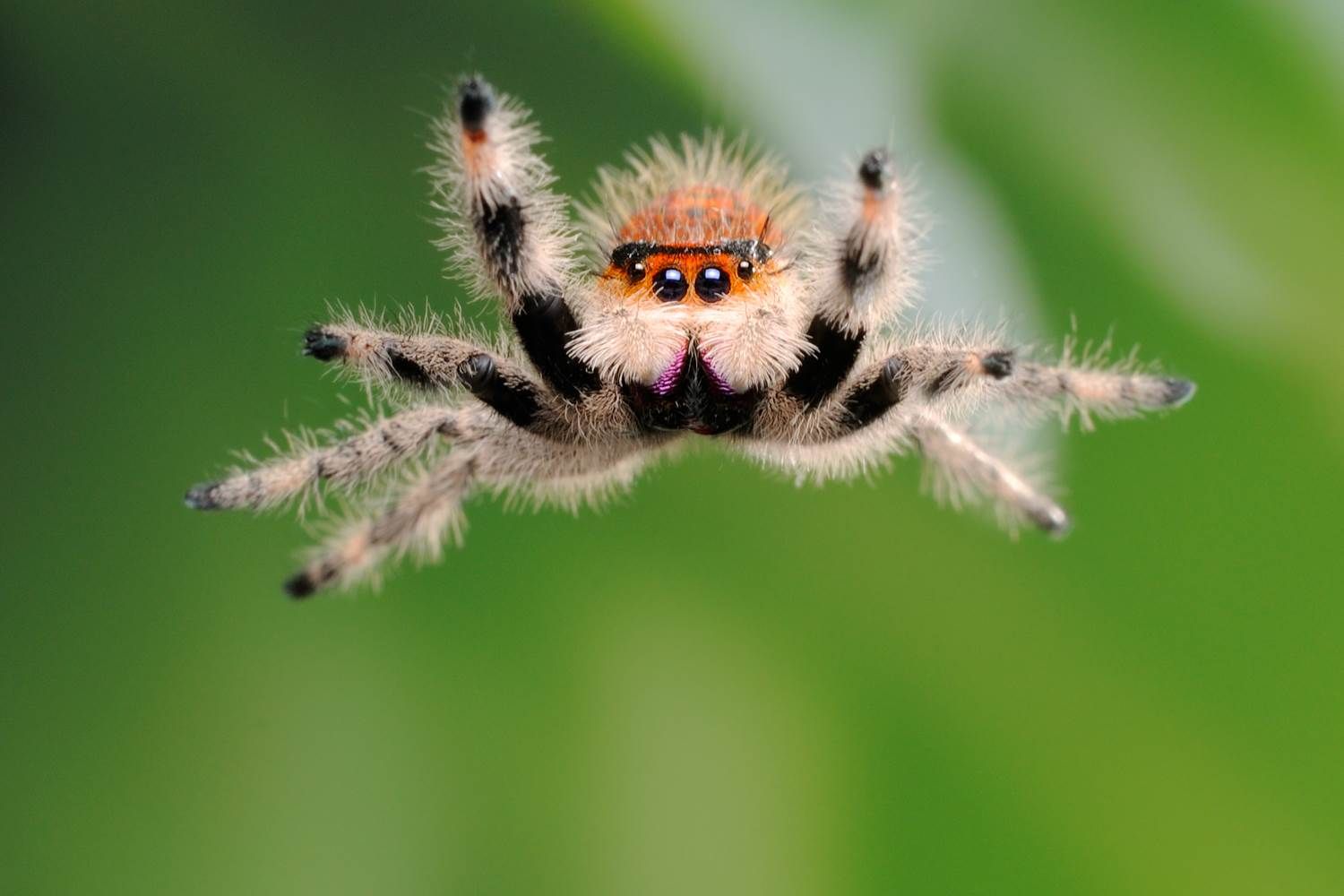 Himalayan Jumping Spider