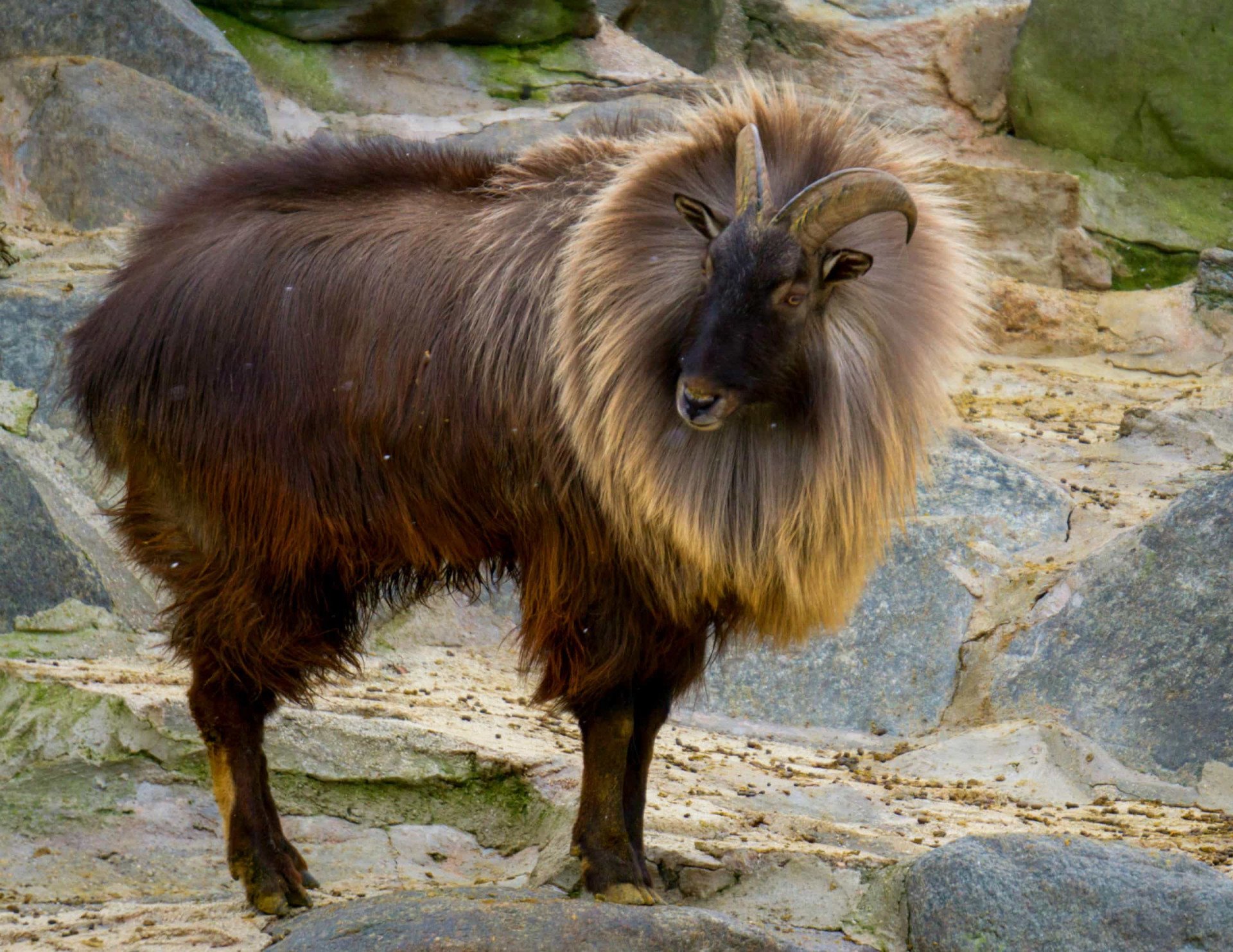 Himalayan Tahr