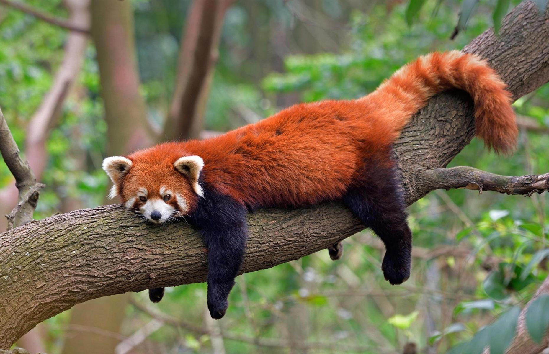 Red Panda