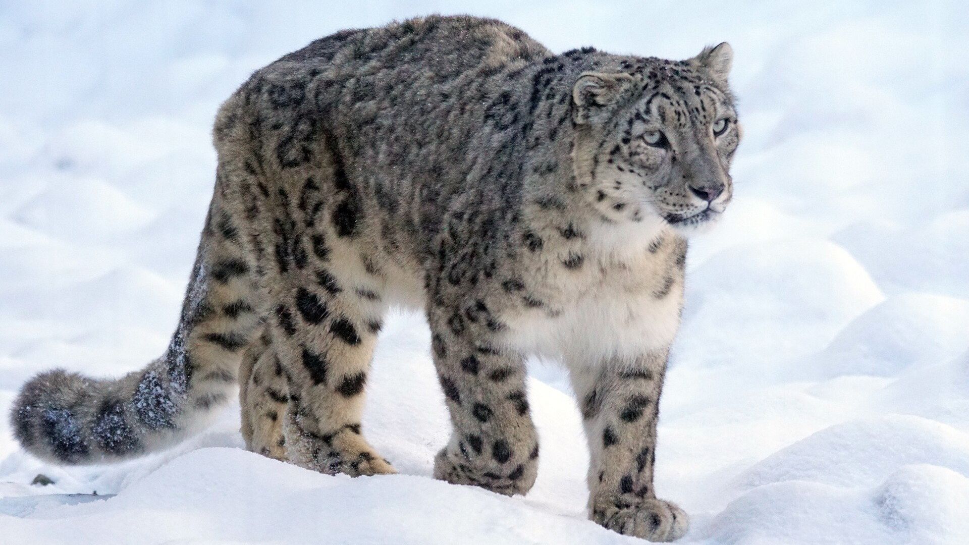 Snow leopard