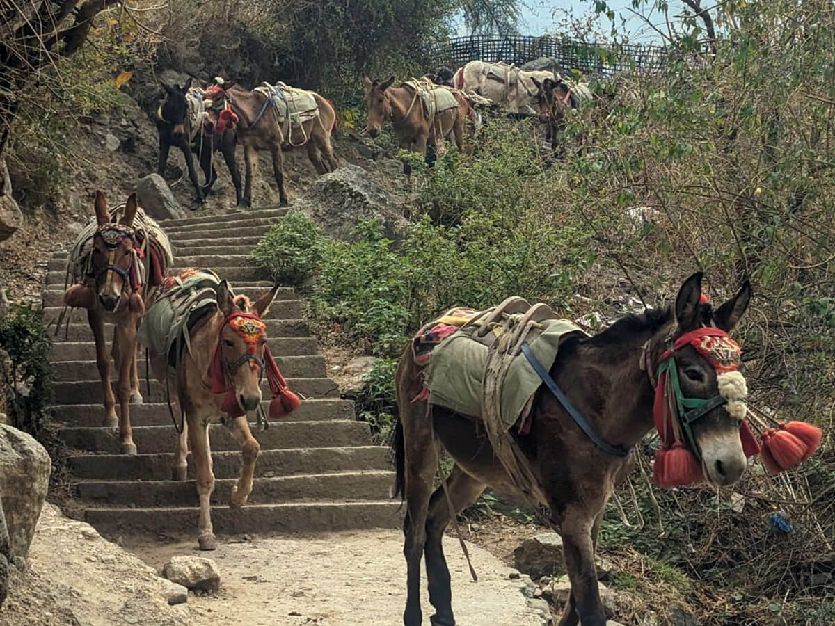Trek-form-bhimtang-to-tilche
